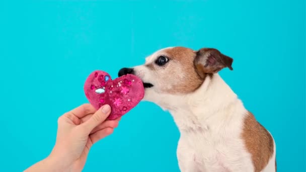 有趣的狗在浅蓝色背景下舔粉红的玩具心 — 图库视频影像