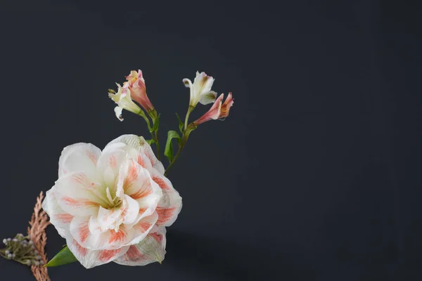 Zarte weiße Blume mit dunklem Hintergrund — Stockfoto