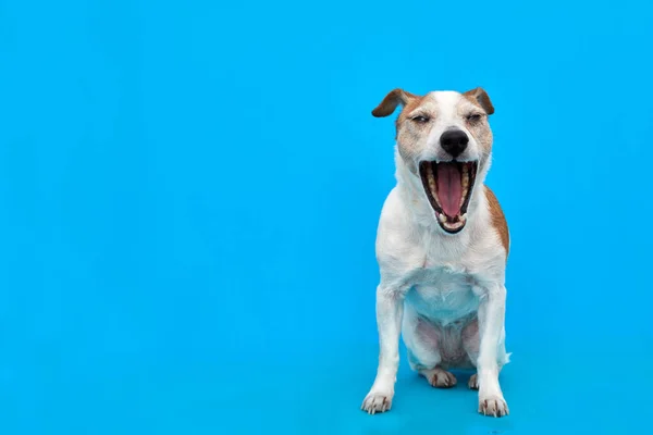 Lindo perro Jack Russell Terrier en el estudio — Foto de Stock