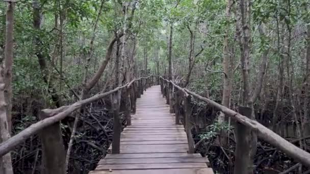 Natural atmosphere in mangrove forest and walkway, — Stock Video