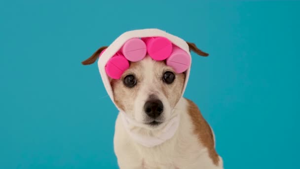 Jack Russel terrier makes hairstyle with curlers on blue — Stock Video