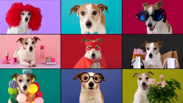 Collage Video Con Cani Divertenti Che Parlano Online Sotto Forma — Video Stock