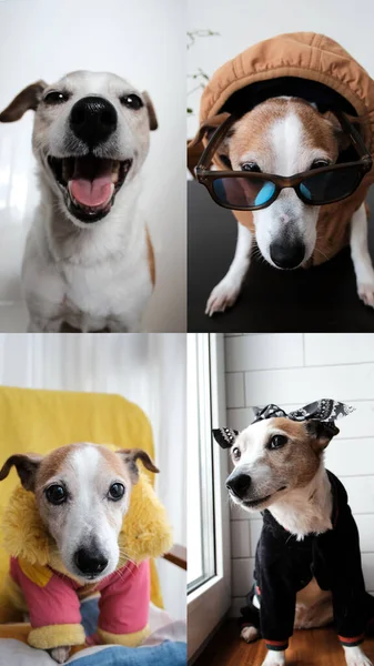 Jack Russell Terrier Comunica Tramite Collegamento Video Cane Costumi Diversi — Foto Stock