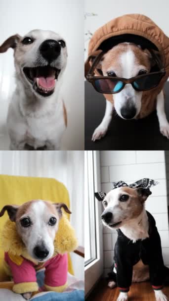 Jack Russell Terrier Comunica Tramite Collegamento Video Cane Costumi Diversi — Video Stock