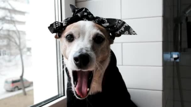 Juguetón Jack Russel Terrier Con Bandana Negro Chaqueta Posa Para — Vídeo de stock