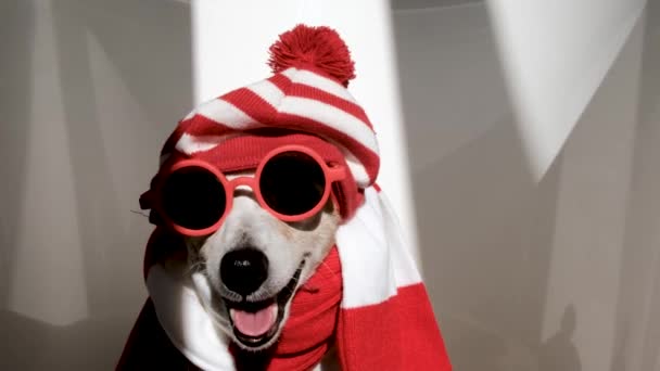 罗素犬 头戴条纹帽 头戴围巾 戴着太阳镜 沃利摆好姿势 在房间里用太阳光和阴影拍照 — 图库视频影像
