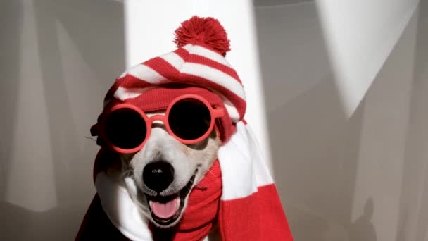 Jack Russel Teriér Pruhovaném Klobouku Šála Slunečními Brýlemi Jako Wally — Stock video