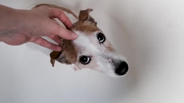 Vorsichtige Besitzerin Kratzt Kopf Eines Entzückenden Jack Russel Terriers Auf — Stockvideo