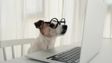 Yuvarlak gözlüklü köpek laptop ekranına bakıyor. Jack Russell Terrier bilgisayardan uzaklaşıp çalışırken etrafa bakıyor.