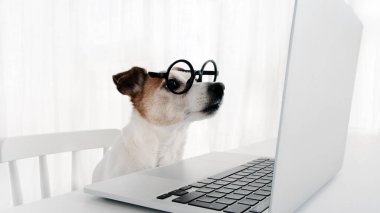 Yuvarlak gözlüklü köpek laptop ekranına bakıyor. Jack Russell Terrier bilgisayar beyaz arkaplan üzerinde çalışıyor