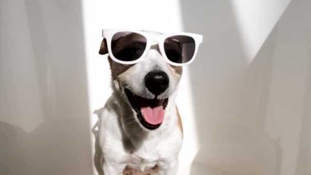 Jack Russell Terrier Occhiali Sole Posa Fotocamera Camera Con Raggi — Video Stock