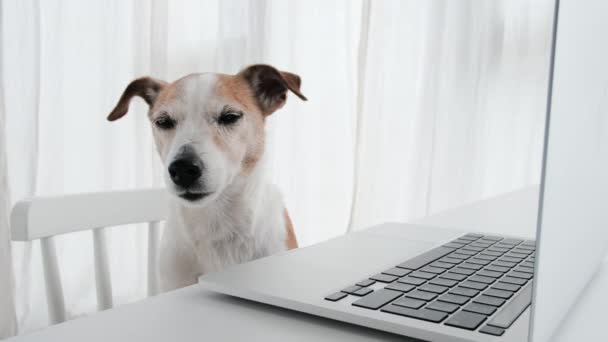 Portrait Tired Young Dog Working Laptop Home Office Jack Russell — Stock Video