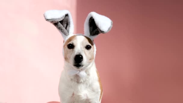Jack Russell terrier with bunny ears looks at camera on pink — Stock Video