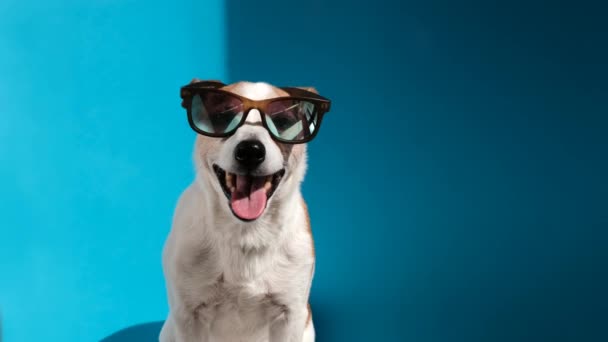 Jack Russell terrier in sunglasses looks at camera on blue — Stock Video