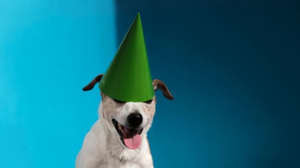 Jack Russell terrier z zielonym stożkiem party na jasnoniebieskim — Wideo stockowe