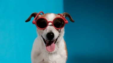 Kırmızı güneş gözlüklü Jack Russell Terrier mavi kameraya bakıyor.