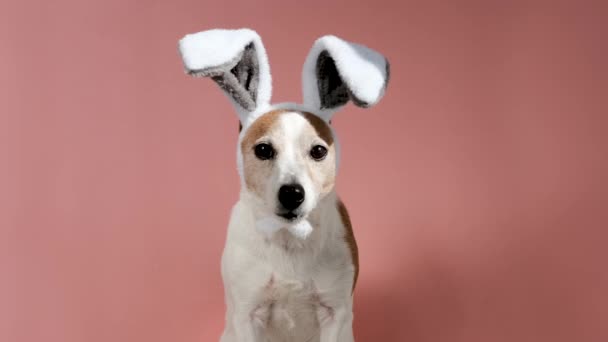 Cute dog in bunny ears in studio — Stock Video