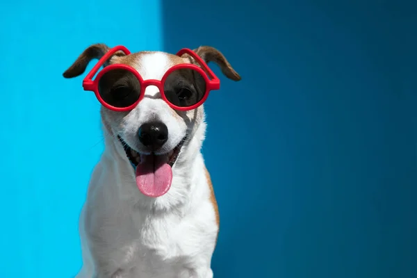 Jack Russell terrier in occhiali da sole rossi rotondi guarda la fotocamera su blu — Foto Stock