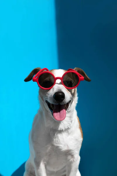 Джек Рассел терьер в круглых красных солнцезащитных очках смотрит в камеру на голубом — стоковое фото