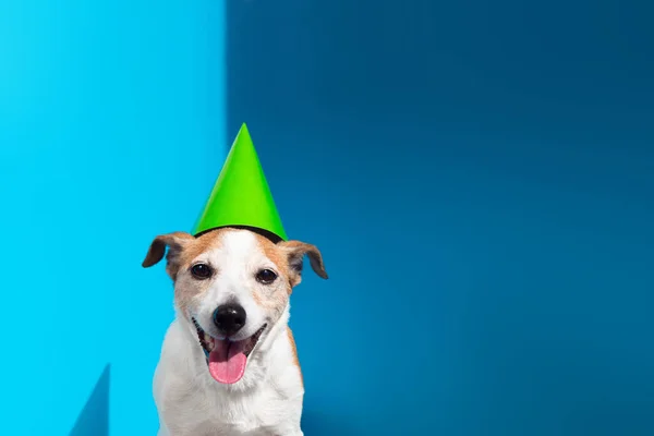 Jack Russell terrier con cono de fiesta verde sobre fondo azul — Foto de Stock