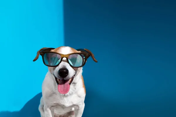 Jack Russell terrier en gafas de sol mira a la cámara en azul — Foto de Stock