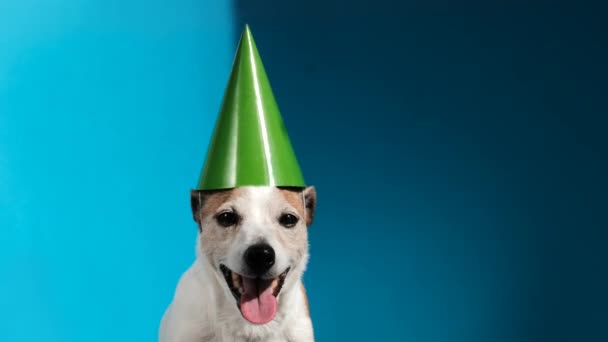 Jack Russell terrier con cono de fiesta verde sobre fondo azul — Vídeos de Stock