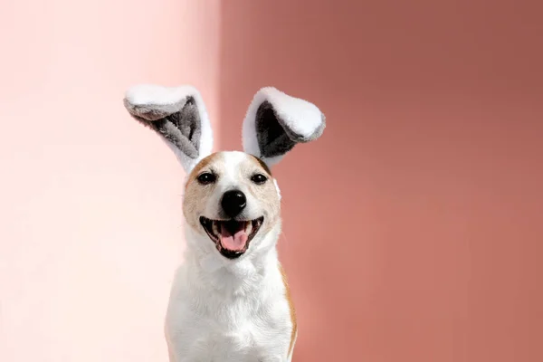 Jack Russell terrier with bunny ears looks at camera on pink — Stock Photo, Image