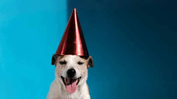 Jack Russell terrier com cone de festa verde no fundo azul — Vídeo de Stock