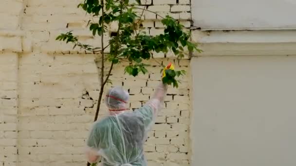 Людина в захисному костюмі розбризкує пестициди на дереві будинком — стокове відео