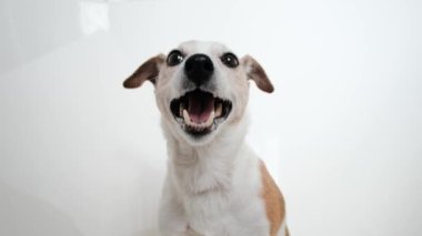 Beyaz arka planda sevimli Jack Russell Terrier