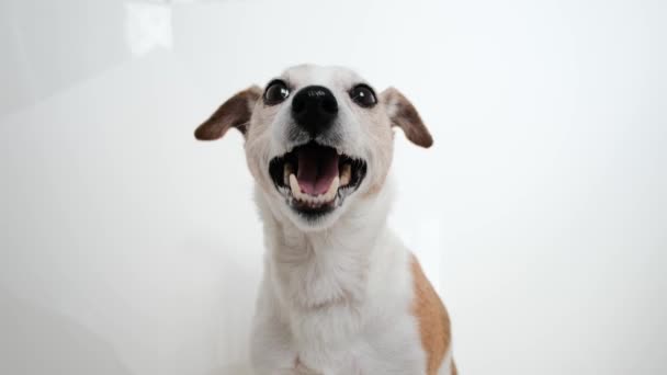 Αξιολάτρευτος Jack Russell Terrier σε λευκό φόντο — Αρχείο Βίντεο