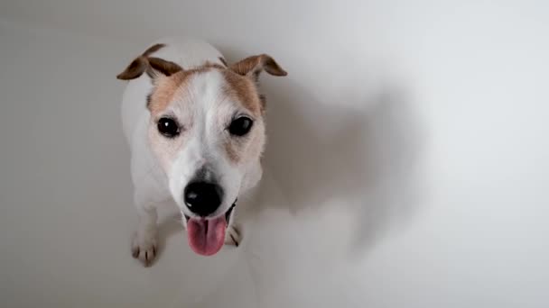 Adorable Jack Russell Terrier on white background — Stockvideo