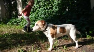 Çocuk tasmalı bir köpekle yürüyor.