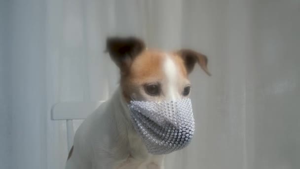 Маленький собака з коричневим і білим хутром сидить у масці для обличчя — стокове відео