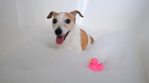 Köpüklü köpek banyoda banyo borusunda — Stok video