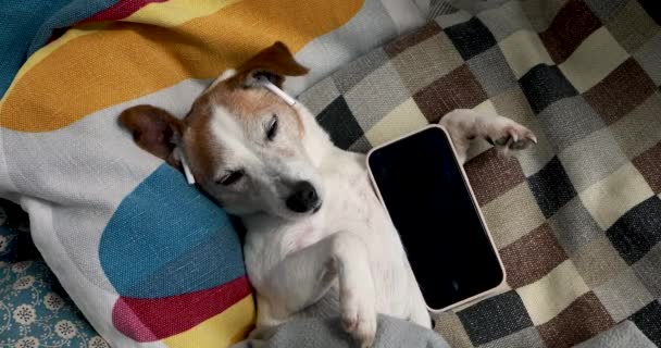 Câine care ascultă muzică pe căști întinse pe spate — Videoclip de stoc