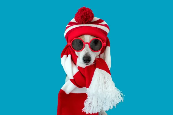 帽子とスカーフの犬 — ストック写真