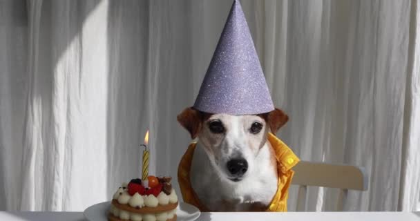 Perro peludo divertido con sombrero de cumpleaños púrpura por vela en la torta — Vídeo de stock