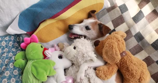 快乐的毛茸茸的小狗躺在床上，有枕头和柔软的玩具 — 图库视频影像