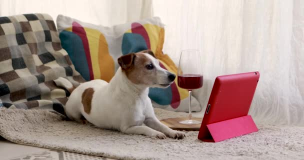 Divertente cane marrone e bianco guarda display tablet rosa — Video Stock