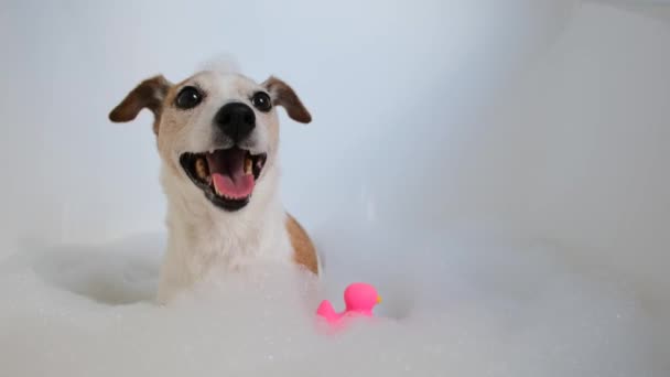 Pequeño cachorro divertido sentado en agua de baño con espuma blanca — Vídeo de stock