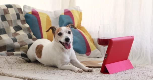 Cão marrom e branco engraçado olha para a tela de tablet rosa — Vídeo de Stock