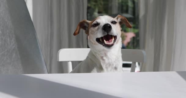 Happy Jack Russell Terrier cão sentado à mesa — Vídeo de Stock