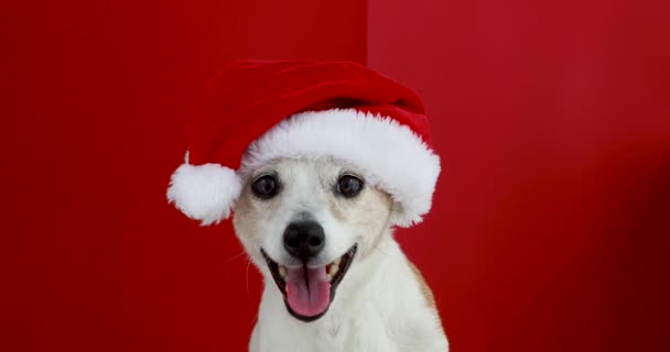 Bonito jack russell terrier em santa chapéu olhando para a câmera em um fundo vermelho — Vídeo de Stock
