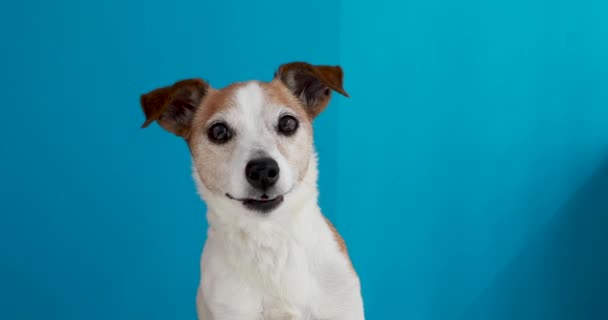 Jack Russell Terrier auf blauem Hintergrund — Stockvideo