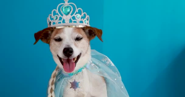 Perro en traje de princesa fondo azul — Vídeos de Stock