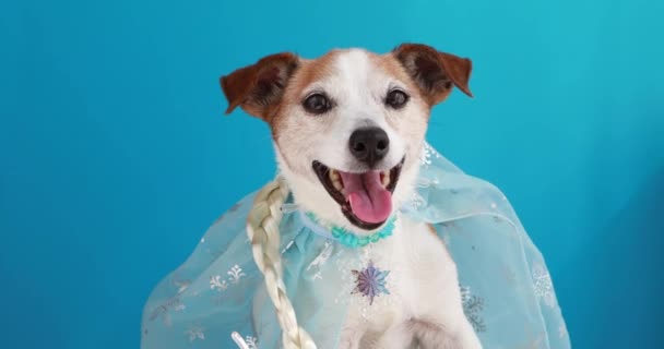 Hund i prinsessa kostym blå bakgrund — Stockvideo