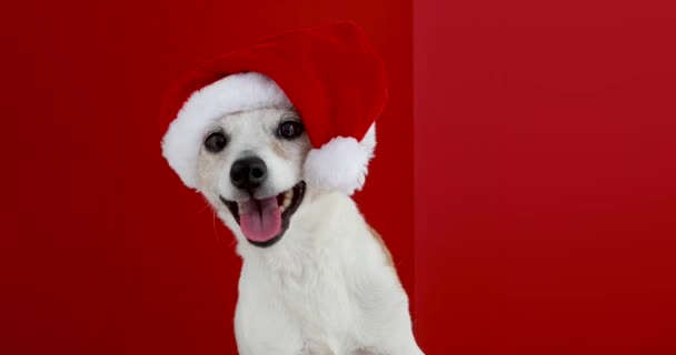 Niedlicher Jack Russell Terrier mit Weihnachtsmütze blickt auf rotem Hintergrund in die Kamera — Stockvideo