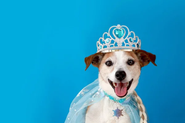 犬ペットで王女の衣装青の背景 — ストック写真