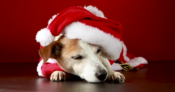 Cão bonito em traje de Papai Noel deitado no chão em estúdio — Vídeo de Stock